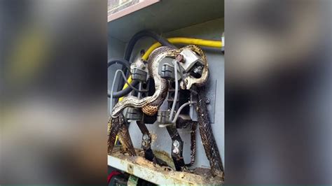 Snakes found in North Carolina electrical box